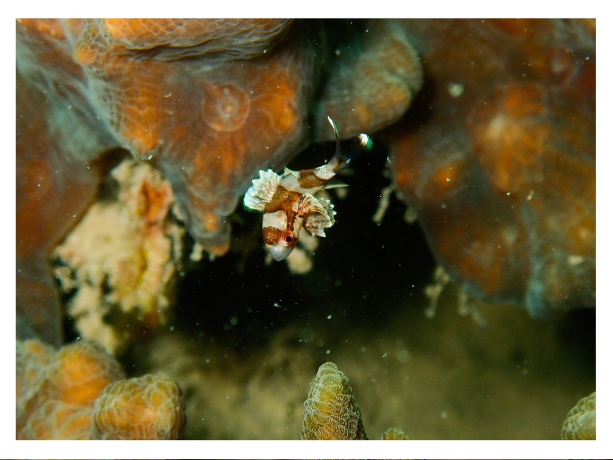 WK_Tang's tweet photo. Swinging left, swinging right ⬅️➡️
#Plectorhincus #odontonoides #Harlequin #Sweetlips #Juvenile #Reeffish #Pectinia #Coral #Reef #Underthesea
#Underwater #Wildlife #Animal #Photography #Olympus #TG5 
#Photogroffee https://t.co/YqoAP2dVvg