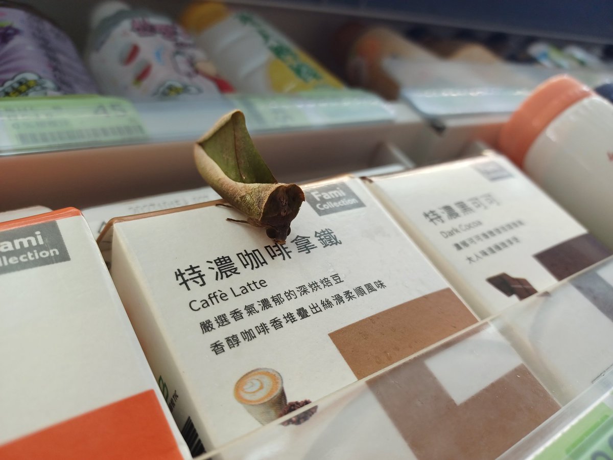 這是什麼蟲？
這是蟲嗎？ https://t.co/T8G3qYgt2I