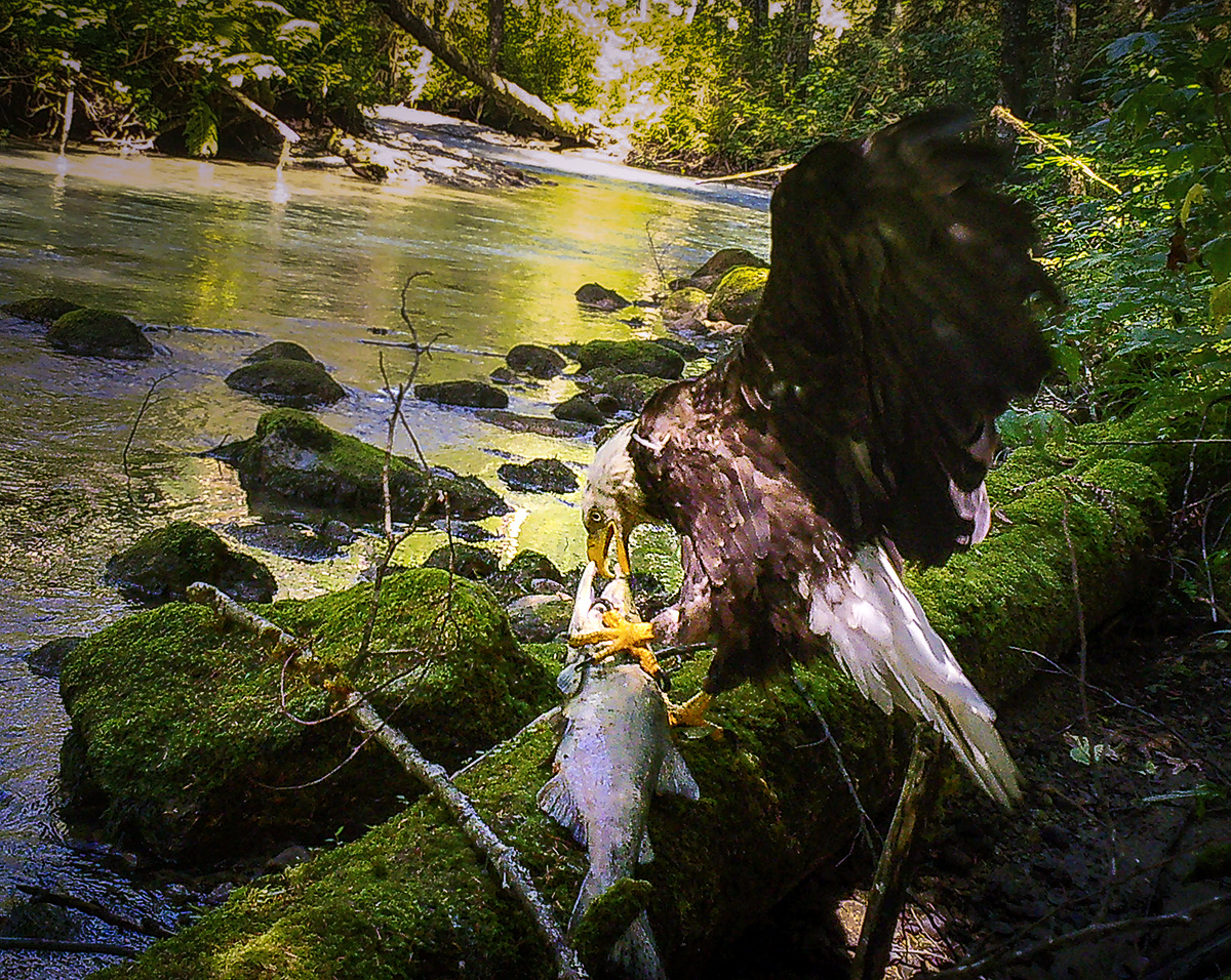 An Eagle has a salmon stream-side lunch in the Upper Pitt River. @Pittriverlodge #pittriverlodge #pittriver #trailcam #trailcamera #wildlife #wildlifephotography #gamecamera #gamecam #trailcampics #cameratrap #trailcamcatch