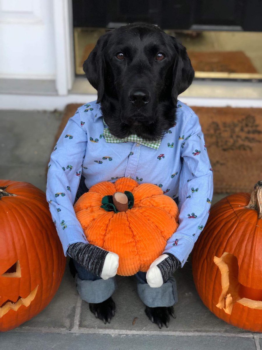 perseusfound's tweet photo. @RichAzzopardi  Hi! NY Born &amp; Raised. Cancer Survivor.   Could u please help me by giving our event a shoutout so other pups can also receive cutting edge treatment against lymphoma? Woofly Yours, Galaxie 

Enter Contest>https://t.co/COFsB0PUY8
O https://t.co/LZ7Q599R61