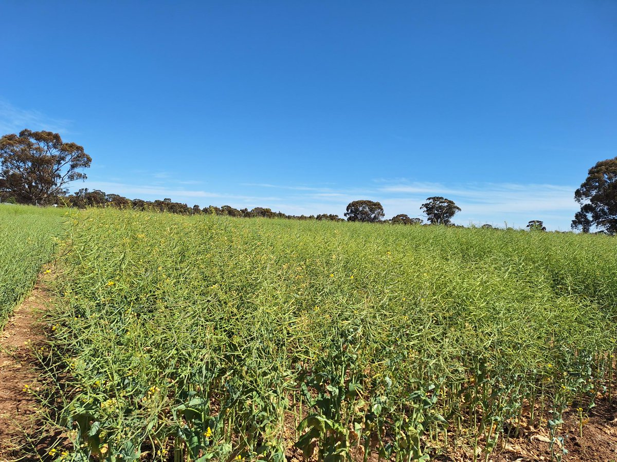 AusSeedFed's tweet image. Celebrating 10 years of @NuseedAustralia Innovation Centre in Horsham. Great to catch up with members, PhD students from the @futurecropsAU and hear about the goals of #valuebeyondyield.