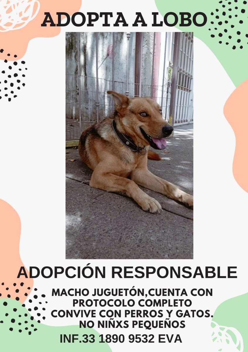 Billy_Liar's tweet photo. Oigan .. tengo perros superdotados, con CI de 160, sin pulgas y sin 🥚🥚, pero con vacunas. 
Adorables ❤️❤️❤️ 
Disponibles para adopción o en busca de hogar temporal. Ya no quiero que sean cholos. https://t.co/R1mrxvwslM