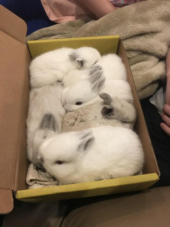 RabbitEveryHour's tweet photo. https://t.co/8zATpJeloH