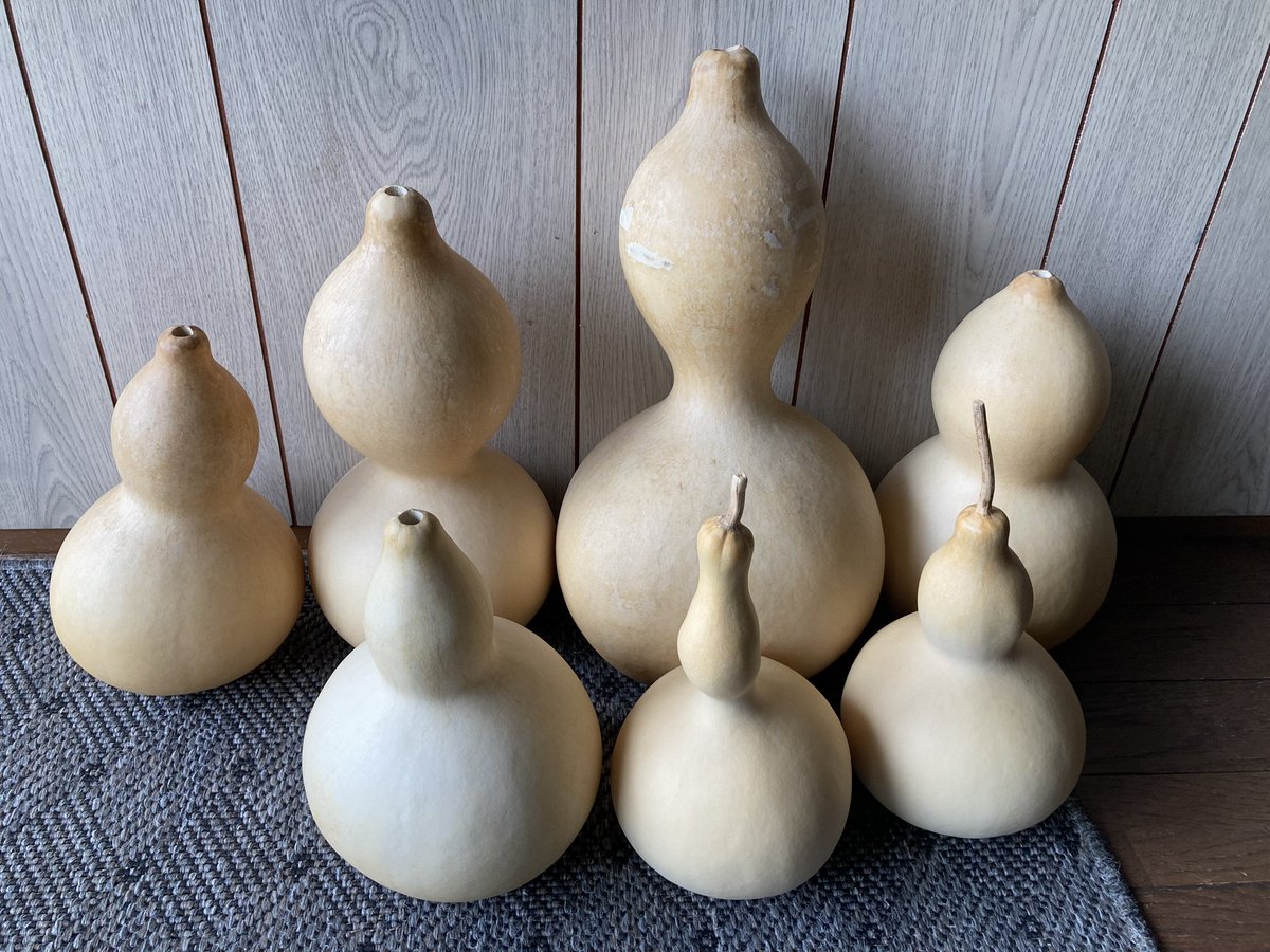 ひょうたん「天下一」。
最後まで生き残ったのは7個でした。最大で39センチくらい。来年はもっと大きいの育てたいいです。