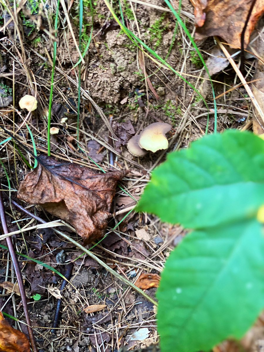 #mushrooms #eveningwalk #nature #outdoors #forest #woods #mothernature #walking #mushroom #Autumn #fall #naturesbeauty #naturematters #earth #NaturePhotograhpy #outdoorslife #NorthCarolina #mountains #naturewalks #AppalachianMountains #BlueRidgeMountains #mushroomphotos