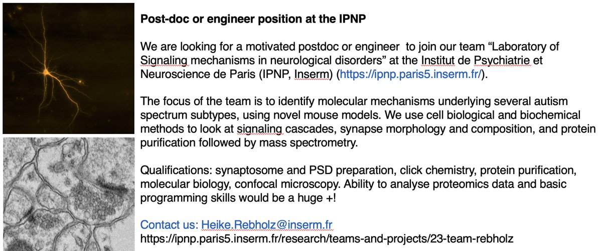 Ae are looking for a motivated postdoc or engineer with interest in neurobiochemistry to join our lab in Paris! #postdocs #neurojobs #neuroscience