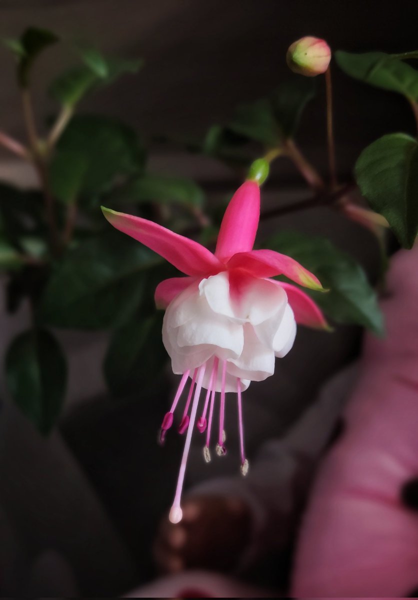 Gm🤗❤
Have a nice day!