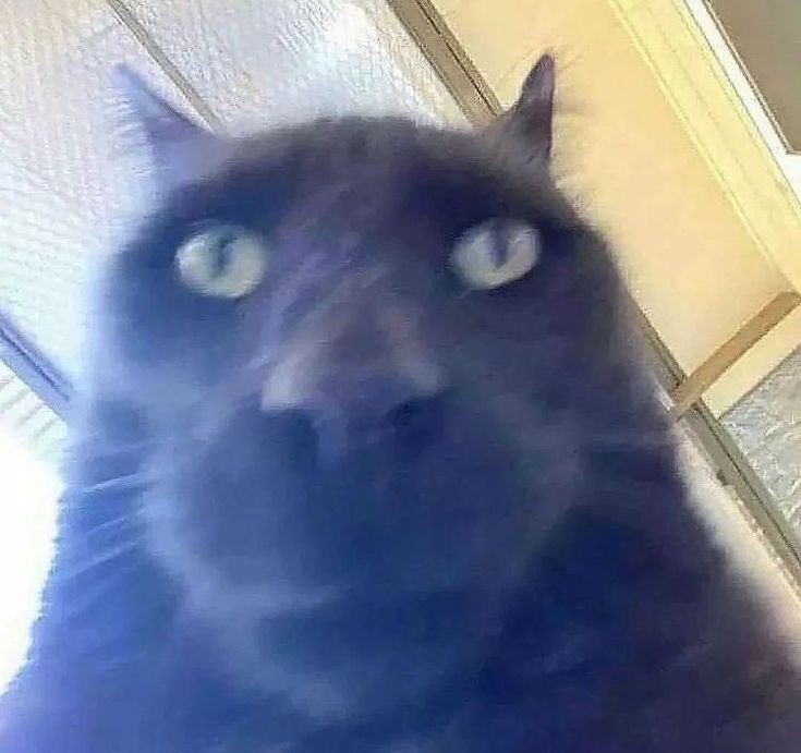 𝕯𝖗. 𝕹𝖊𝖋𝖆𝖗𝖎𝖔𝖚𝖘 tweet media