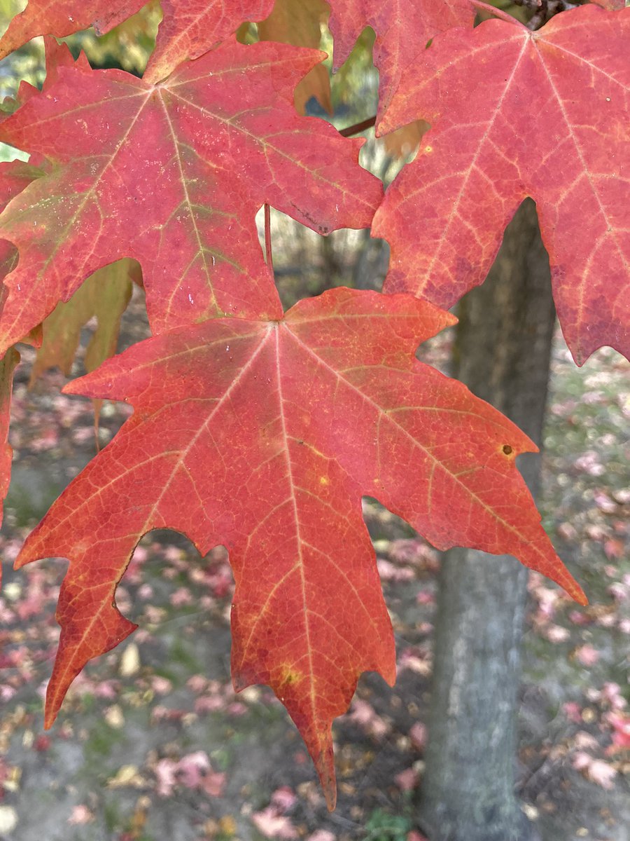 Potter83855's tweet photo. @DailyPicTheme2 Some say the turning of the leaves is how summer is #ruined. I disagree. https://t.co/96hC5T01lX