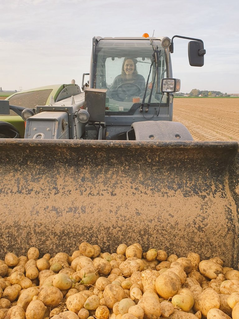 Belle journée de récolte d'un essai de pomme de terre <a href="/germicopa/">Germicopa</a> <a href="/GroupeFDesprez/">Florimond Desprez</a>. Le soleil du Nord était bien présent 🥔🌞