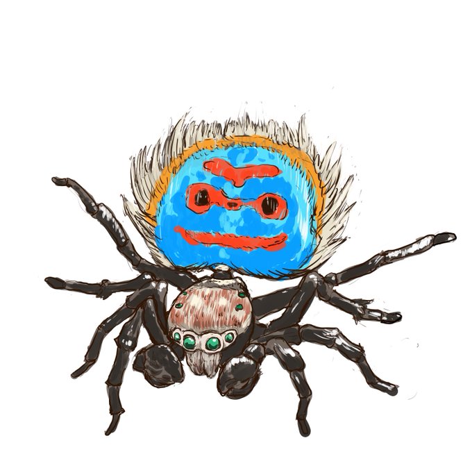 #国際ハエトリグモの日 ということでハエトリグモの一種ピーコックスパイダー。オスは背のマントを広げて求愛のダンスを踊ります。 