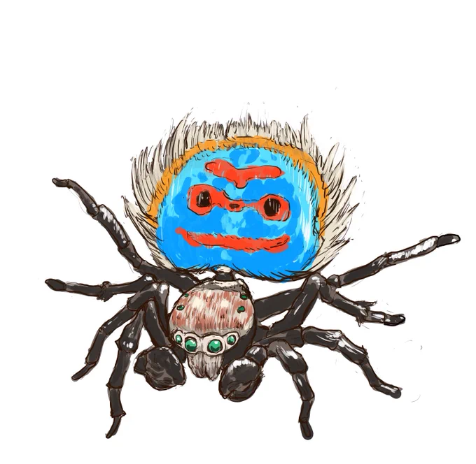 #国際ハエトリグモの日 ということでハエトリグモの一種ピーコックスパイダー。オスは背のマントを広げて求愛のダンスを踊ります。 