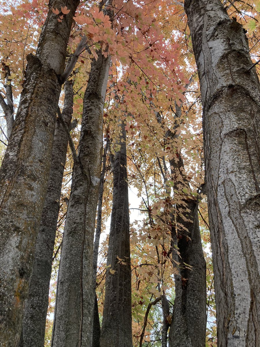Potter83855's tweet photo. I think I have said it before, but let me repeat: I love trees. Interestingly enough, this is just one tree… https://t.co/TcGOyRQ3Vu