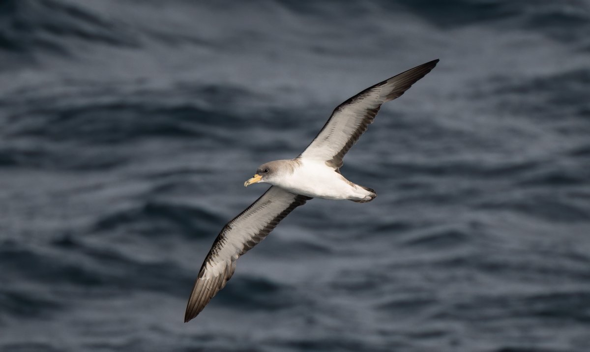 The latest from our surveyor on @PelticSurveys 2023, he has a break from surveying today as the ship is in Falmouth for a crew change. marine-life.org.uk/post/peltic-20…