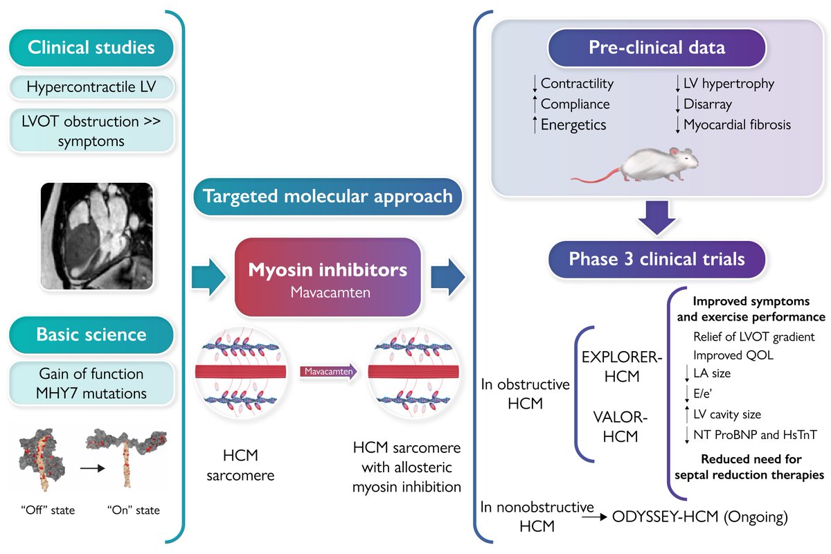 Mavacamten: a first-in-class myosin inhibitor for obstructive hypertrophic cardiomyopathy bit.ly/3RQQcdf @escardio #EHJ #ESCYoung #cardiotwitter @ehj_ed @rladeiraslopes