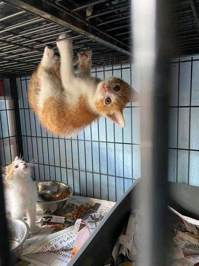 Spider-cat