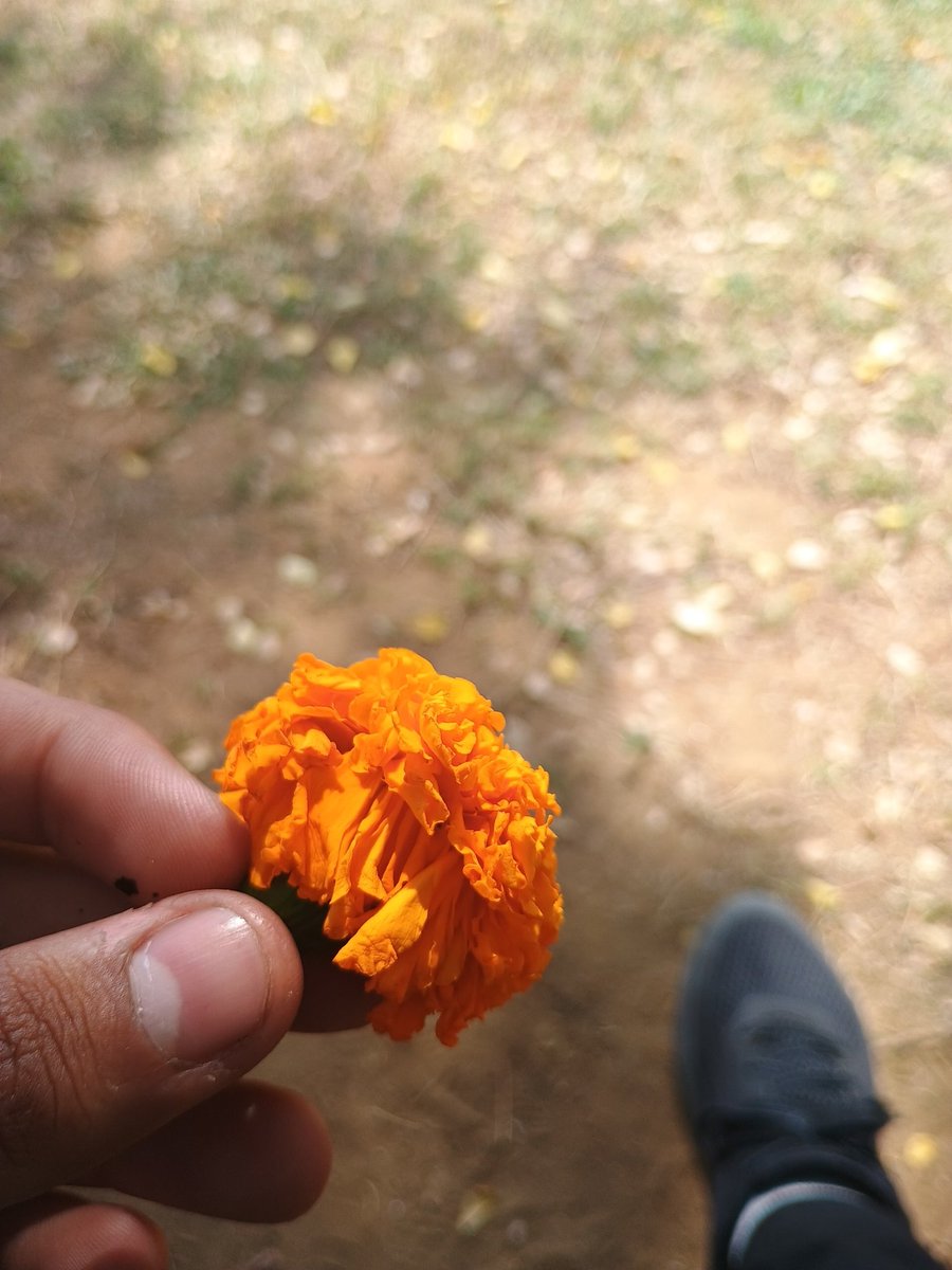 Retrocoder454's tweet image. Some girl have me gende ka phool.
Most Romantic experience I had in months