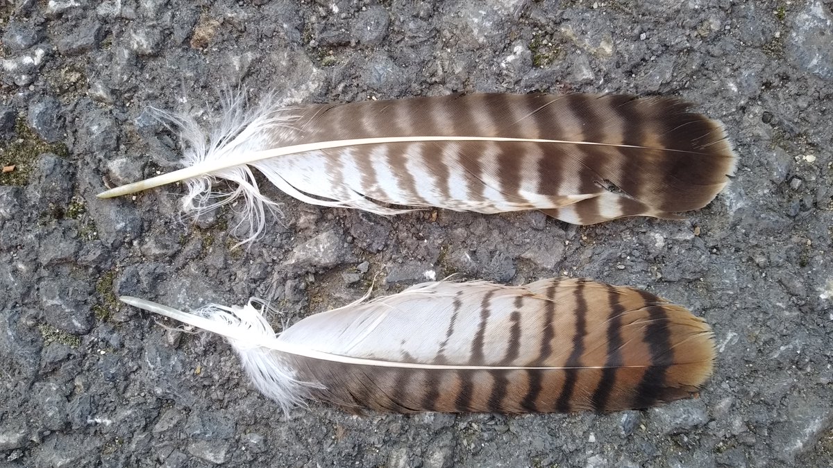 Some recently found Common Buzzard tail feathers. A good comparison between adult (top) and juvenile (below) types.