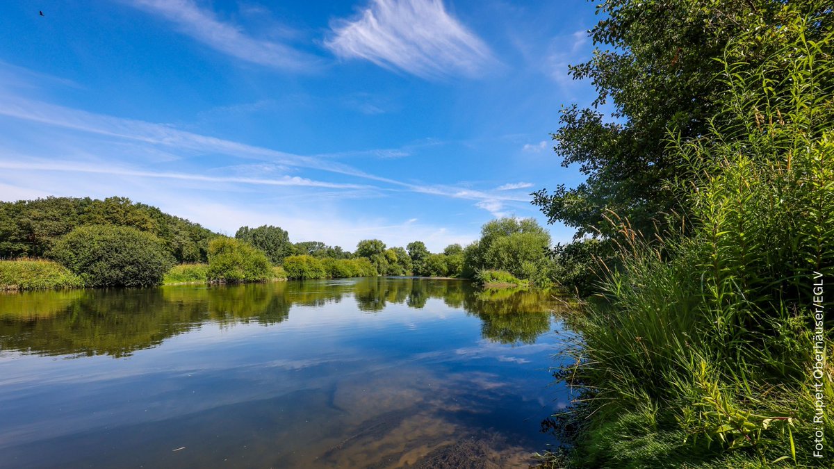 EGLVde's tweet photo. Die Natur hat sich den #Weierbach in #Marl zurückerobert. 🌱💧Mit der Renaturierung hat der #Lippeverband nun nicht nur einen Lebensraum für Tiere und Pflanzen geschaffen, sondern gleichzeitig auch den #Hochwasserschutz gestärkt. 🦋👍 Ein echter Gewinn für das #Lippe-Gebiet. ✅ https://t.co/2B3pzRZ0X9