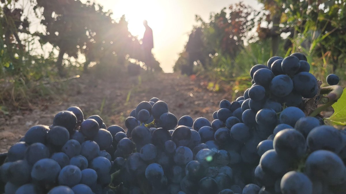 .@DOSomontano concluye la #vendimia con más de diecinueve millones de kilos de uva 🍇 🔗 bit.ly/3ZUmQge #vino #vinoDO #DenominacióndeOrigen #Somontano