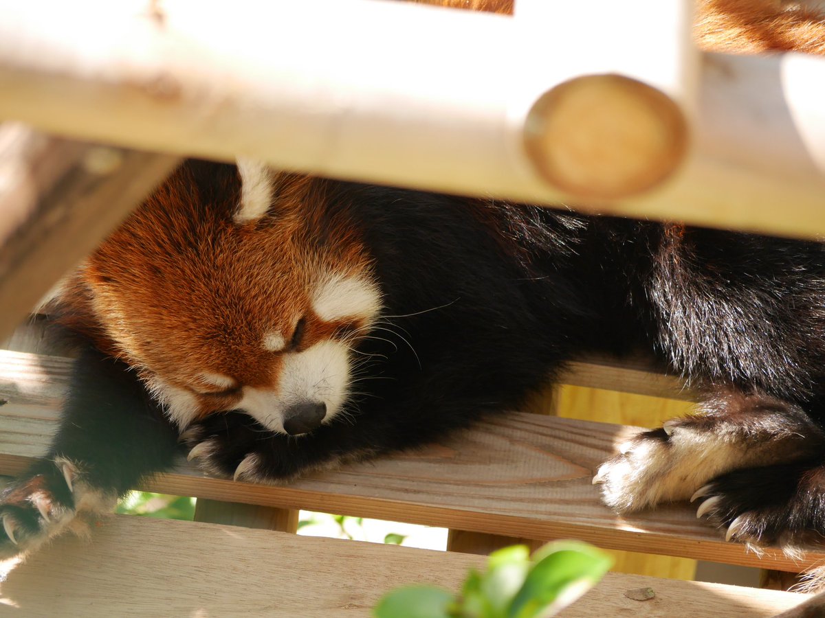 orangebanabana's tweet photo. お眠なミンファさん🐱
2023.10.11📷
#鯖江市西山動物園
#レッサーパンダ #redpanda
#ミンファ #Minfa https://t.co/OX20HKApxJ