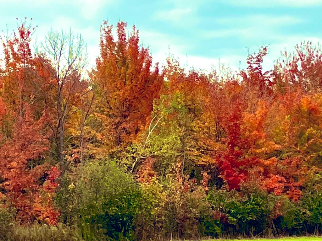 Jaragorna's tweet photo. Sentier du flaneur ... la tête dans les couleurs ... 😘😘🍁🍂 toujours sur l île d Orléans... belle journée à tous... https://t.co/iLcT3U39I5
