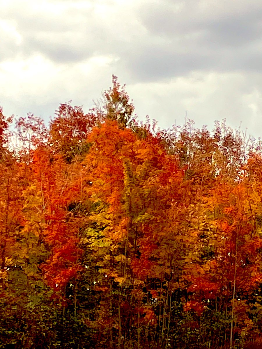Jaragorna's tweet photo. Sentier du flaneur ... la tête dans les couleurs ... 😘😘🍁🍂 toujours sur l île d Orléans... belle journée à tous... https://t.co/iLcT3U39I5