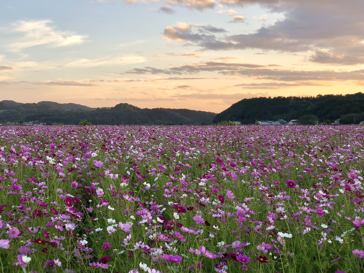 大変ご無沙汰しております。
栃木県益子町のコスモス畑です🌸
ちょうど見頃で大変綺麗でした😊