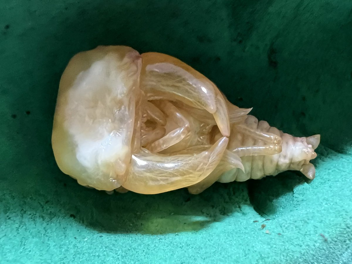 帰宅すれば終わってましたが
顎のラインがいいですね‼️