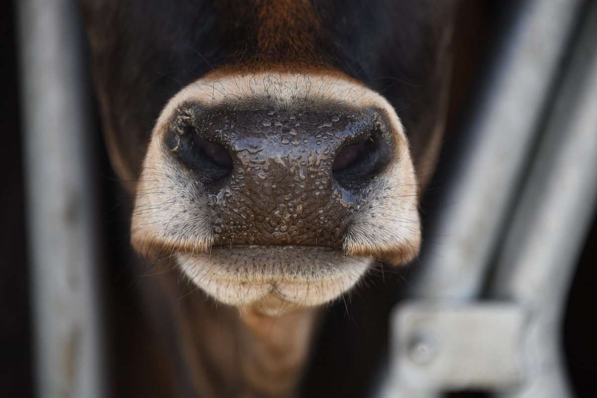 CALLING ALL BEEF CATTLE FARMERS! Moredun &amp; <a href="/SRUC/">SRUC</a> are recruiting for the project "Monitoring veterinary medicine usage to improve animal performance and efficiency." For more info, contact <a href="/adhayward18/">Adam Hayward</a>. Further details on our website: bit.ly/3FhrsTO