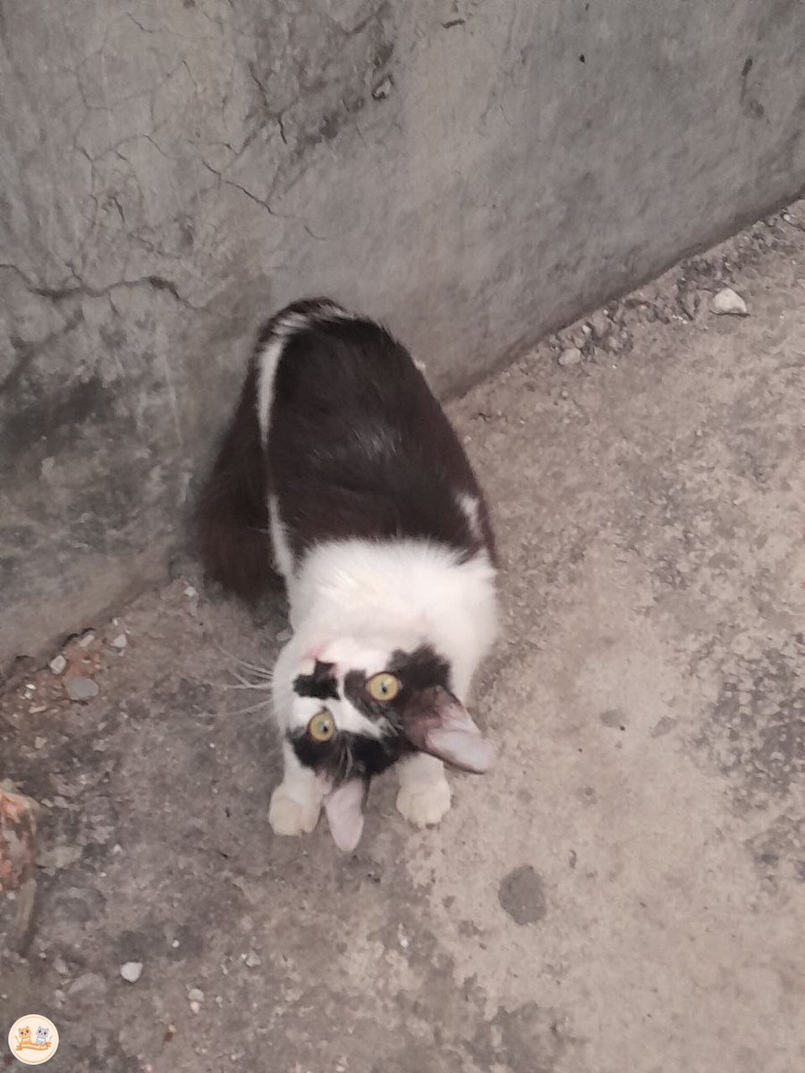 kochengfs's tweet photo. kcg! begini normal kah gais? ini stray cat pas lagi street feeding, apa dia sakit kah????? 😔😔😔😔😔😔😔😔😔 https://t.co/vlrMWzf7KF