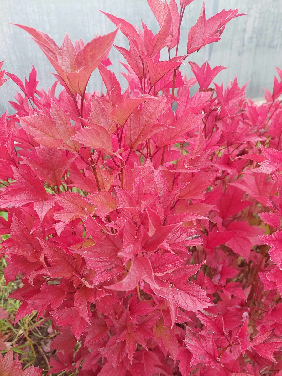 Dimzas's tweet image. Īpašs sarkanais - irbenes lapu sarkanais piestāv lietainai dienai!