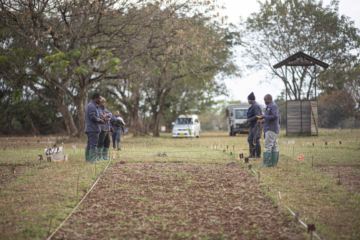 herorats's tweet photo. Wednesday. You're halfway through the week ⭐

As the days begin to get shorter in the northern hemisphere, set the tone of your day with a productive morning like our team had at the training minefield in Tanzania. Have a good one!

#herorats #clickertraining #APOPO #animalhero https://t.co/rViV6pG3aC