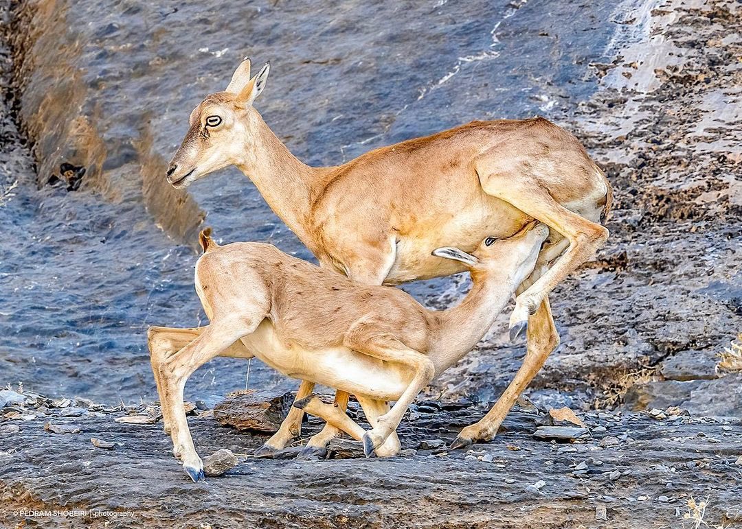 IranianPlateau's tweet photo. شیرخوردن بره در صخره‌های صعب‌العبور  منطقه‌ی حفاظت‌شده‌ی لشگردر

عکس از پدرام شوبیری https://t.co/WoFsoosaWF