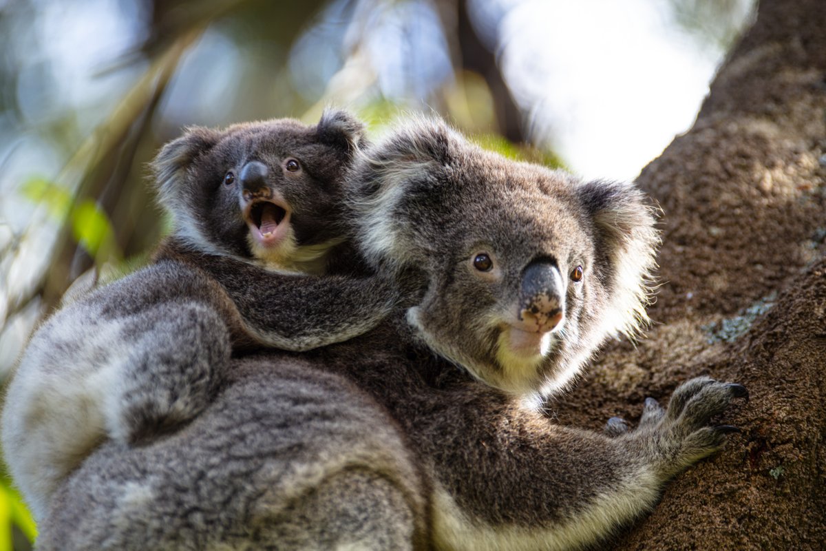 wildtomorrow's tweet photo. Why does wildlife, including koalas, matter? 🐨

We caught up with Australian scientist, conservationist and author Simon Mustoe @wildiaries to find out! Read his insights in our latest blog at https://t.co/uMpRmiHbYo. 

#biodiversity #koala #wildtomorrow https://t.co/Ora8758MTO