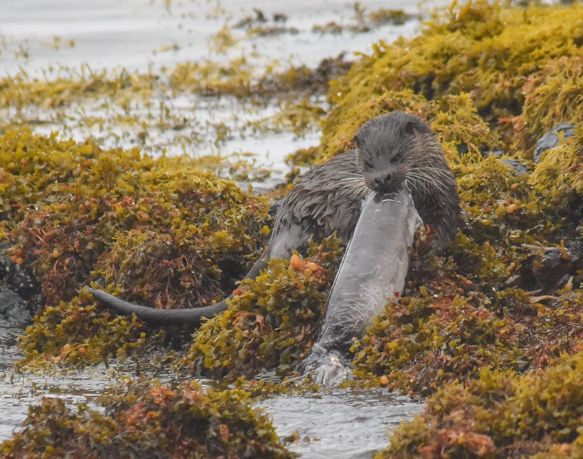 wildaboutmull's tweet photo. Not a bad catch! https://t.co/79m9jRY9PN