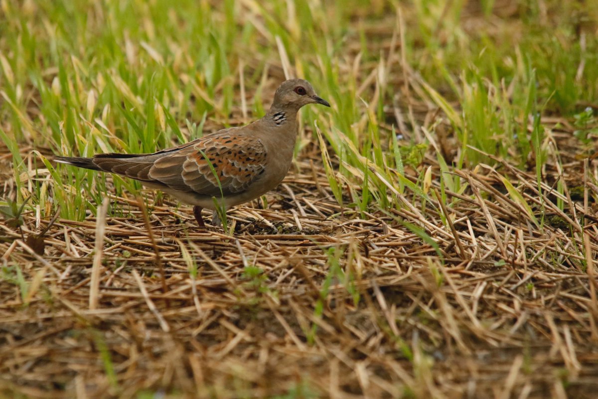 A few photos from last week,
A pair of Ruff at Broadmeadows  Dublin and a Turtle Dove from Churchtown, Co Wexford.