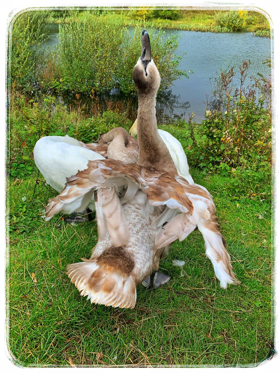 A good stretch to start the day 
Our cygnets are growing up quickly and their plumage is beautiful as it’s slowly changing colours