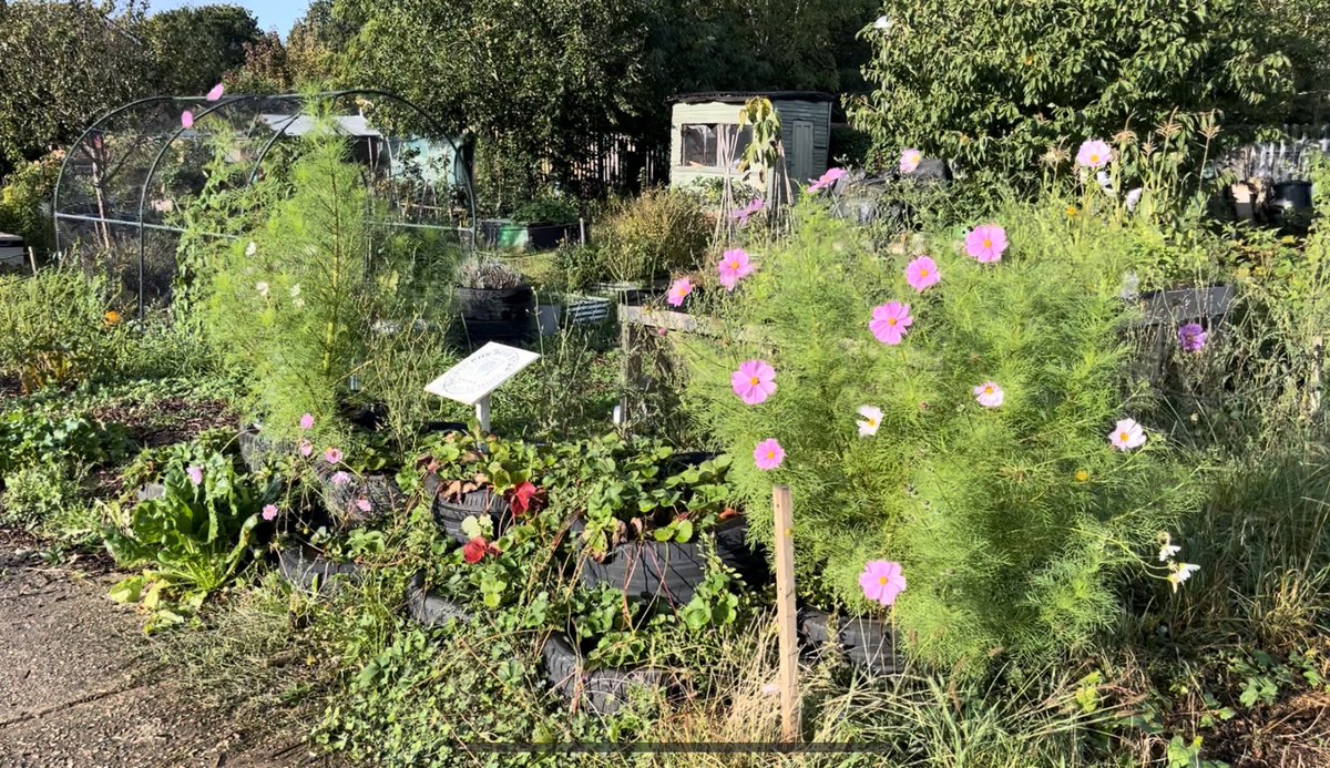 Such beautiful flowers. All grown on our allotment in repurposed tires 🛞➡️💐
#cosmos #growyourown #allotmentlife @CTS_Watford @salvationarmy @RHSSchools