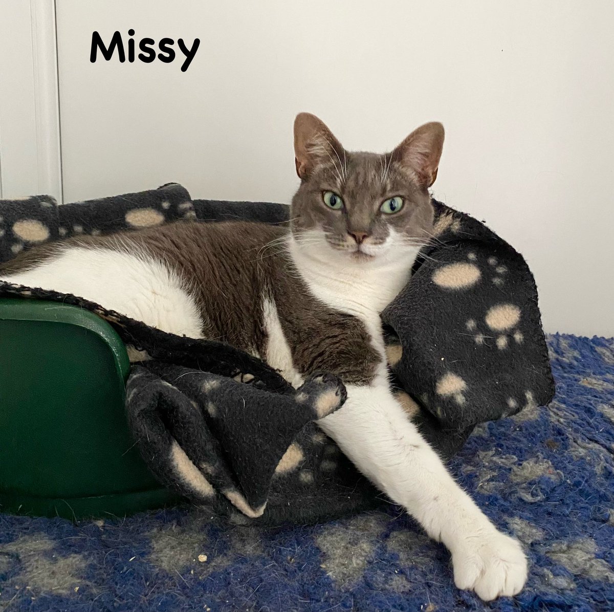 Always lovely when cats who have been waiting a while for new homes find their furever homes - so sending lots of best wishes to Hobnob and Missy and their new families 😸
#hurrayforhomings 
#rehomearescuecat 
#whiskerswednesday