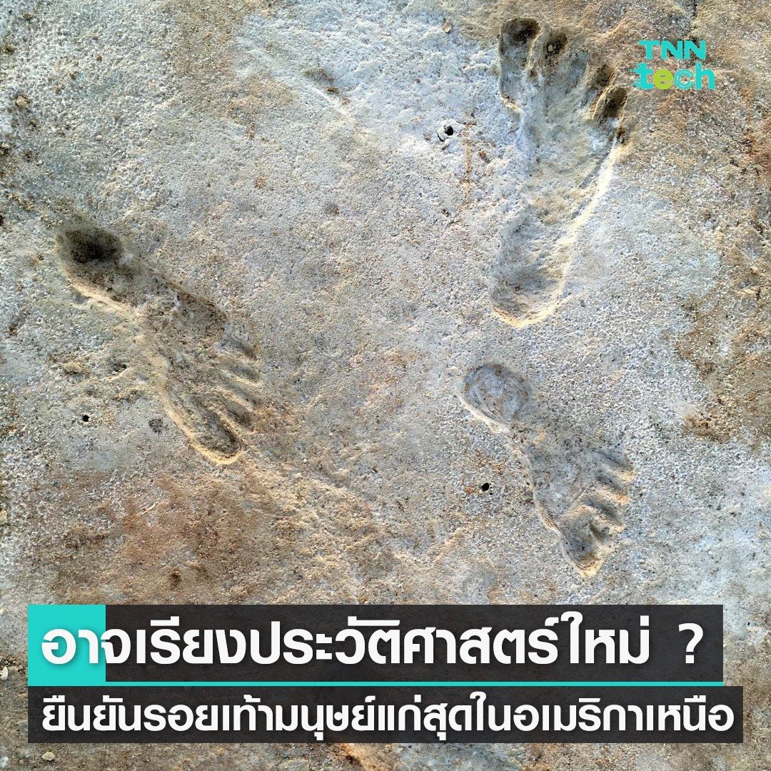 TnnTech's tweet photo. หรือจะต้องเรียงประวัติศาสตร์ใหม่ ? ยืนยันรอยเท้ามนุษย์เก่าแก่ที่สุดในอเมริกาเหนือ
.
นักวิทยาศาสตร์จากกรมสำรวจธรณีวิทยาแห่งสหรัฐอเมริกา (United States Geological Survey) ตีพิมพ์งานวิจัยเผยแพร่ ยืนยันแล้วว่า รอยเท้ามนุษย์โบราณที่พบเมื่อปี 2021 ในรัฐนิวเม็กซิโก สหรัฐฯ มีอายุมากกว่า 20,000 ปีจริง ๆ ซึ่งหากเป็นเช่นนั้น อาจจะต้องมีการเรียงลำดับไทม์ไลน์การอพยพของมนุษย์มายังทวีปอเมริเหนือใหม่อีกครั้ง

ก่อนหน้านี้ นักวิทยาศาสตร์เชื่อกันมาหลายสิบปีแล้วว่ามนุษย์กลุ่มแรกที่อพยพเข้ามายังทวีปอเมริกาเหนือคือชาวโคลวิส (Clovis) ซึ่งมีหลักฐานยืนยันว่ามีอายุอยู่ราว ๆ 13,000 ปีก่อน แต่เมื่อปี 2021 มีการค้นพบรอยเท้ามนุษย์โบราณในอุทยานแห่งชาติไวท์แซนด์ส ในรัฐนิวเม็กซิโก มีอายุประมาณ 21,000 - 23,000 ปี ซึ่งอายุที่สันนิษฐานดังกล่าวนี้อาจมีข้อกังขาอยู่บ้าง เนื่องจากนักวิทยาศาสตร์หาอายุรอยเท้าด้วยคาร์บอนกัมมันตรังสีของเมล็ดพืชที่มีชื่อว่า “รุปเปีย ซีร์โรซ่า (Ruppia cirrhosa)” ซึ่งอยู่ในรอยเท้ามนุษย์โบราณเหล่านั้น อย่างไรก็ตาม ปัญหาก็คือรุปเปีย ซีร์โรซ่าเป็นพืชน้ำ หมายความว่าคาร์บอนที่ตรวจจับได้น่าจะมาจากน้ำ ไม่ใช่มาจากอากาศ ซึ่งอาจส่งผลให้มีอายุมากกว่าอายุรอยเท้าจริง ๆ นั่นเอง

ดังนั้นนักวิทยาศาสตร์จึงพิสูจน์เพิ่มอีก 2 วิธีเพื่อยืนยันอายุที่แท้จริงของรอยเท้า วิธีการแรก คือการเก็บรวบรวมละอองเรณูนับหมื่นละออง (ละอองเรณูต้นสน ซึ่งเป็นพืชบก) จากชั้นตะกอนทางธรณีวิทยาที่เทียบเคียงกับเมล็ดพืชเดิม จากนั้นหาอายุด้วยคาร์บอนกัมมันตรังสี ผลลัพธ์ยืนยันว่าอายุของรอยเท้าอยู่ราว 21,000 - 23,000 ปี

และอีกวิธีหนึ่ง นักวิทยาศาสตร์ได้ใช้วิธีที่เรียกว่า “การหาอายุด้วยวิธีเปล่งแสง (Optically stimulated luminescence)” ซึ่งเป็นการคำนวณช่วงเวลาล่าสุดที่รอยเท้าสัมผัสกับแสงแดด โดยศึกษาผ่านแร่ควอตซ์ (Quartz) ที่อยู่ในรอยเท้า ผลลัพธ์ออกมาได้อายุที่สอดคล้องกับการหาอายุก่อนหน้า คือพบว่าเม็ดของแร่ควอตซ์ถูกฝังอยู่ราว 21,500 ปีแล้ว

ด้วยเทคนิคการหาอายุทั้ง 3 วิธีนี้ และให้อายุที่อยู่ในกรอบเดียวกัน จึงทำให้นักวิทยาศาสตร์เชื่อว่ารอยเท้านี้มีอายุมากกว่า 20,000 ปีจริง ๆ และนั่นก็อาจนำไปสู่การไล่เรียงประวัติศาสตร์ใหม่ อย่างไรก็ตาม คำถามที่ว่ามนุษย์กลุ่มแรกอพยพมายังอเมริกาเหนือได้อย่างไร เพราะช่วงเวลานั้นเป็นช่วงปลายของยุคน้ำแข็งครั้งล่าสุด และมีธารน้ำแข็งขนาดใหญ่กีดขวางเส้นทางจากไซบีเรียไปยังอลาสก้า ทำให้นักวิทยาศาสตร์จะต้องศึกษาและหาคำตอบกันต่อไป

ที่มาข้อมูล https://t.co/JoGyxxF0Q1
ที่มารูปภาพ Reuters

#NorthAmerica #อเมริกาเหนือ #ฟอสซิล #ประวัติศาสตร์ #บรรพชีวินวิทยา #ฟอสซิลรอยเท้ามนุษย์ #HumanFootprints #TNNThailand #TNNOnline #TNNTechreports #TNNTech