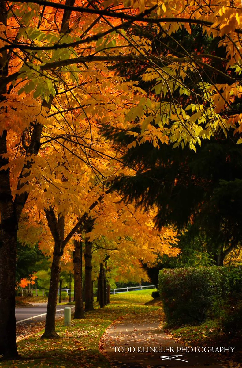 Sherwood, Oregon
Sunset Blvd

#1859oregon #bestnatureshot #bestoforegon #exploregon #fantastic_earth #fotografie
#global_hotshotz #mykgw #WolvesAndPeoople #landscapephotography #lostinoregon #naturaloregon #kgwweather #nature_lovers #naturelover #natureworld_photography