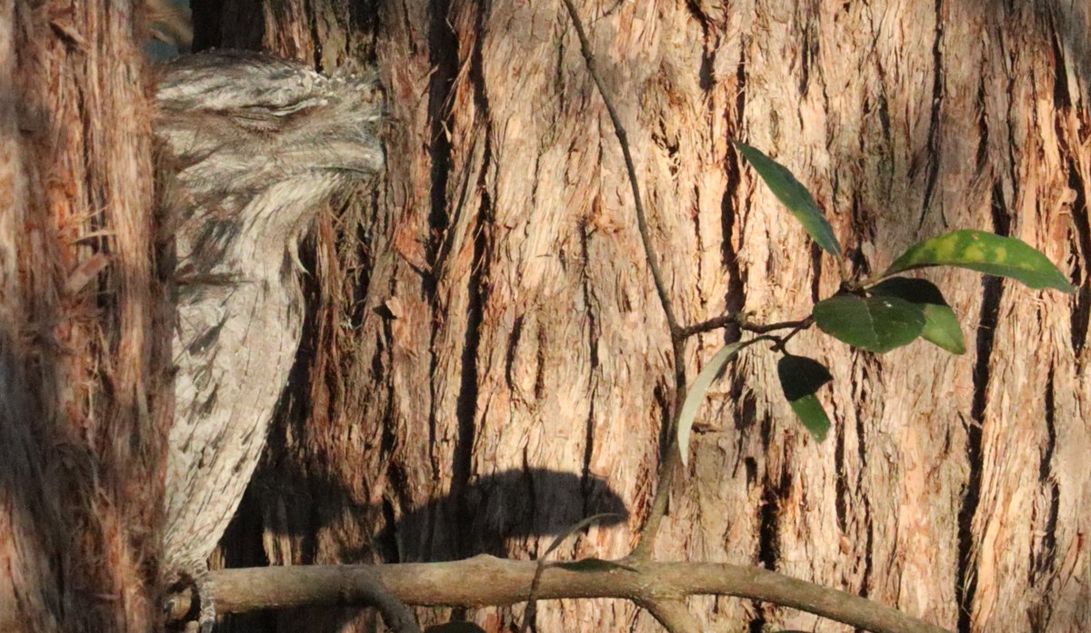 #Tawny_Frogmouth chilling and so nicely camouflaged! #NSW #Sydney