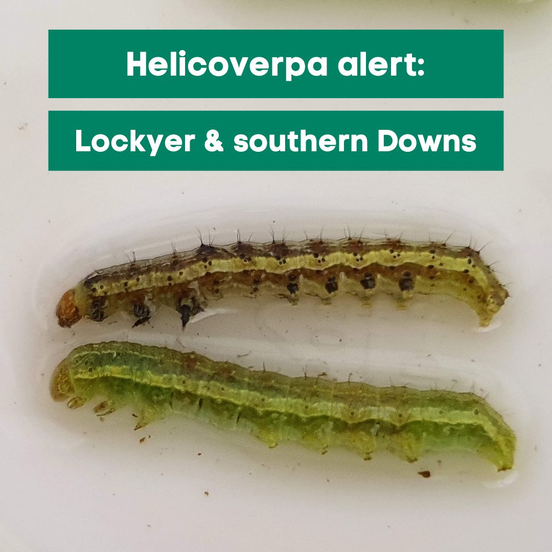 AgBiTechAU's tweet photo. ⬆️🐛 #Helicoverpa are hitting leafy veg in the #Lockyer &amp; Southern Downs 🥬

Best time to apply #ViVUS Armigen for control? The week before wrapper leaf closure for protection against UV degradation ☀️ + high humidity for enhanced viral replication 🦠 👉 https://t.co/FFKTKPMUlq https://t.co/8zpO5glh3f