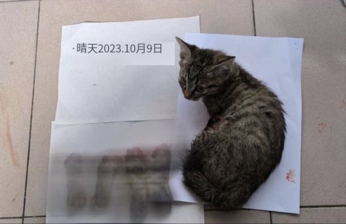 この子は『猫虫』と名づけられSNSで拡散された
手足が身体の横に置かれている
直ぐに殺されない
拷問を受けそのさまを撮られながら殺されていくんです
この子の目をみてください
犯罪者を睨みつけている
戦っているんです
猫は誇り高きどうぶつです
最後まで屈しませんでした