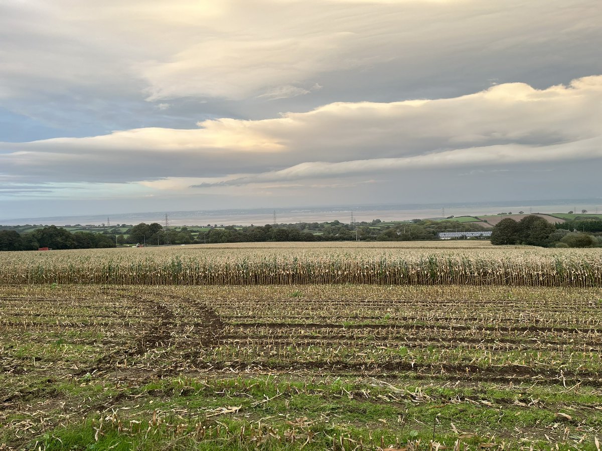 Maize done at home yesterday and Monday before the rain!! Good crop and soil left in the field 👌 Little Massey going a dream!