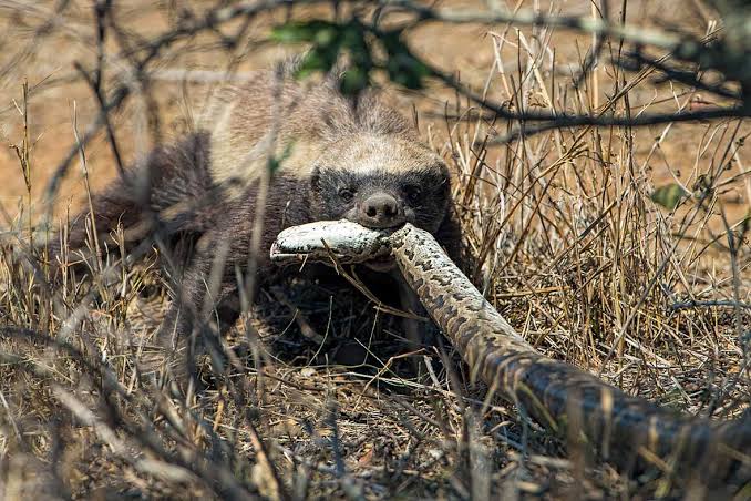 Komodo Dragon's contract has expired. Honey badger just paid for PR. Today is for honey badger.

Let me finish subtitling it's documentary fess, I'm coming
