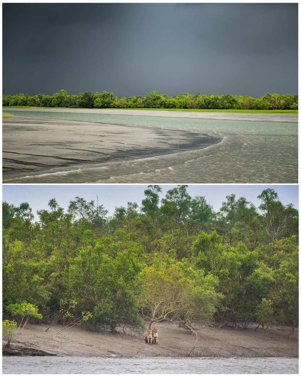 trikansh_sharma's tweet photo. Swamp Tiger Trails, The Magical &amp; Mystical Mangroves #nature https://t.co/YkKO49pGvl