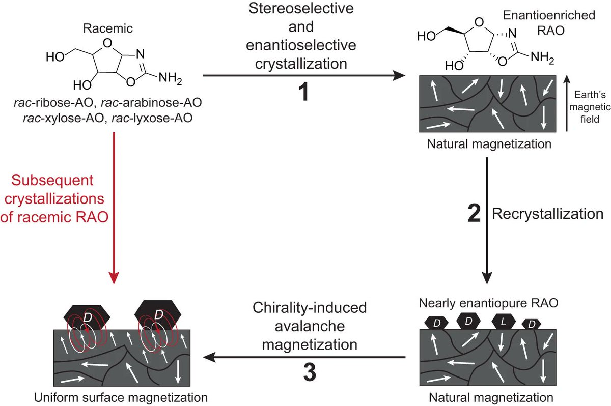 ChrKuttner's tweet image. Avalanche magnetization... Researchers discover a #chirality-induced #magnetization of magnetite by an RNA precursor that spreads across the surface like an avalanche. @NatureComms
@SFurkanOzturk61 @PaltielYossi @harvardphysics @WeizmannScience @HebrewU
👉 nature.com/articles/s4146…