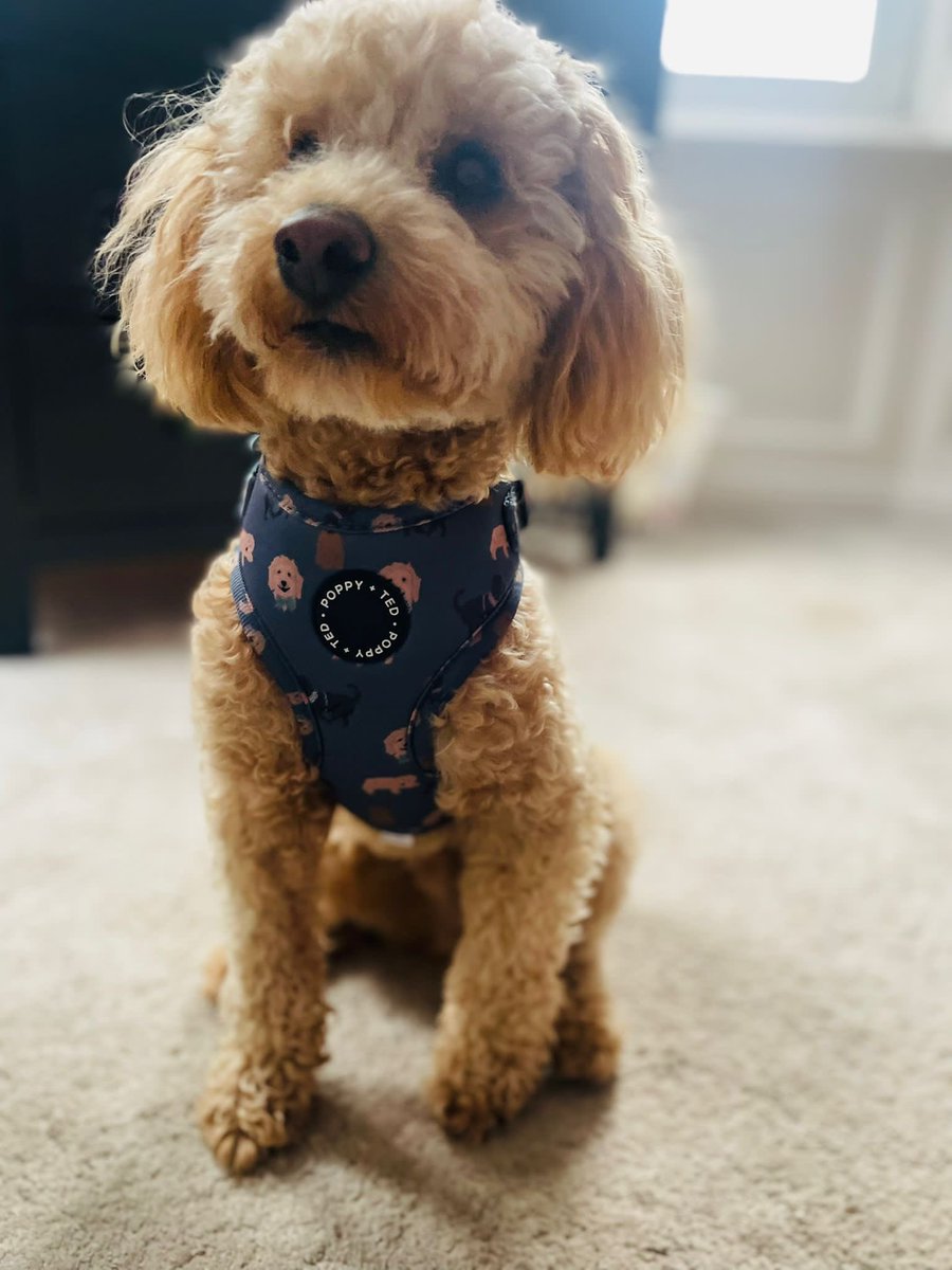 jogdundee's tweet image. Have a ‘lodger’ at the moment so it was a short, sharp run this morning:-) #dailyexercise